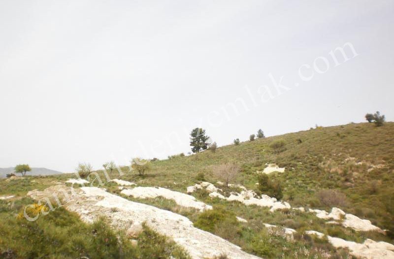 Çandarlıda Yola Yakın Satılık 70Dönüm Arazi