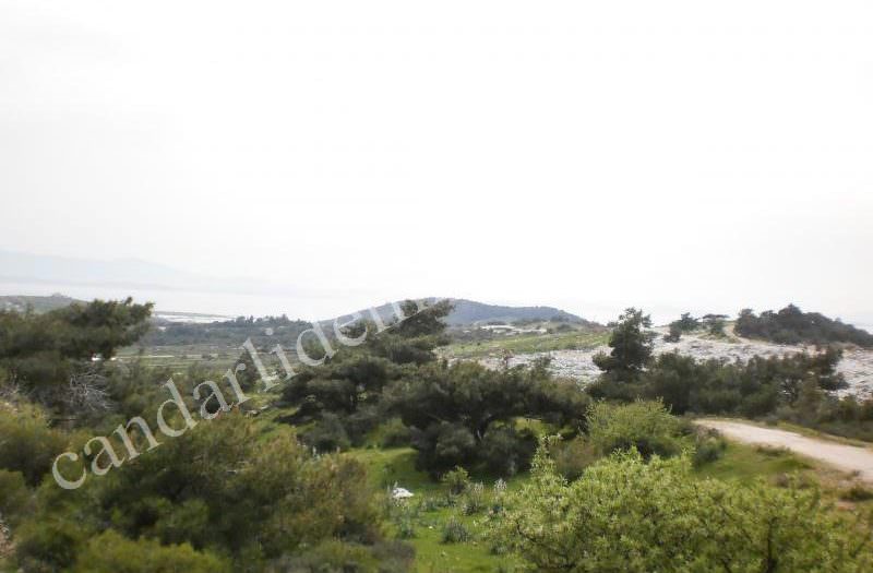 Çandarlıda Yola Yakın Satılık 70Dönüm Arazi