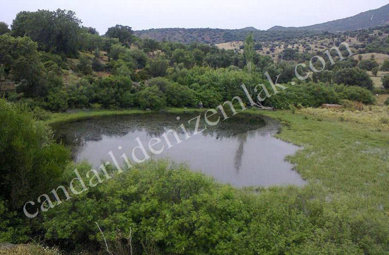 Çandarlıda Satılık 13Dönüm Zeytinlik Tarla