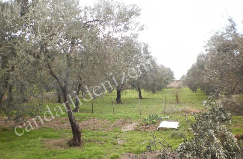 Çandarlı Liman Bölgesinde Satılık 3700m2 Arsa