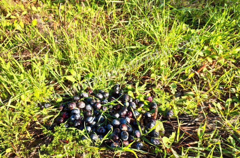 Çandarlı Satılık Zeytinlik Tarla Otoyola Çok Yakın