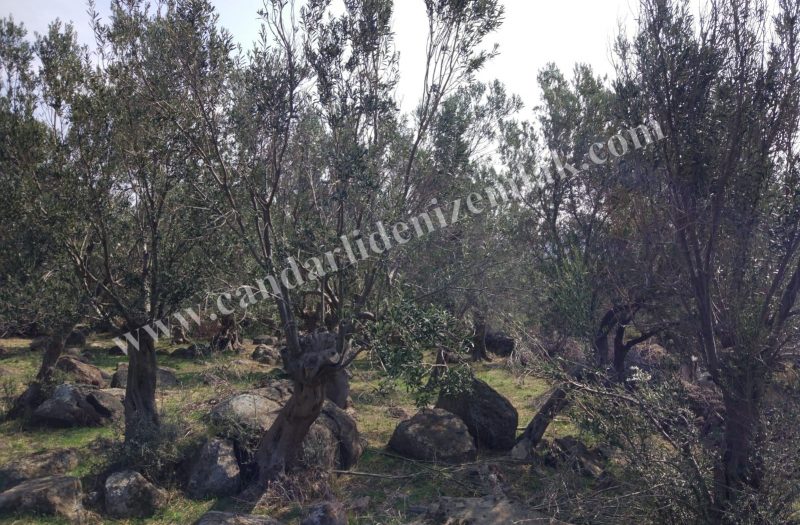 Denizköy ‘de Satılık 1.5 Dönüm Zeytinli Tarla