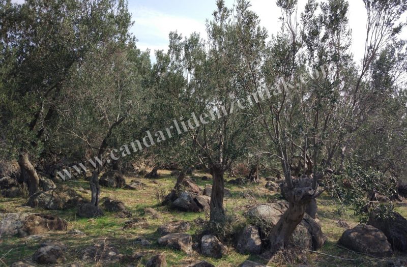 Denizköy ‘de Satılık 1.5 Dönüm Zeytinli Tarla