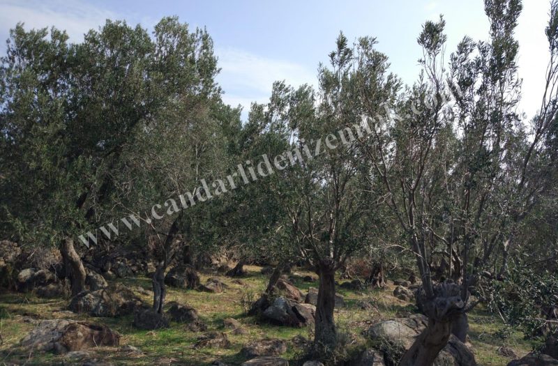 Denizköy ‘de Satılık 1.5 Dönüm Zeytinli Tarla