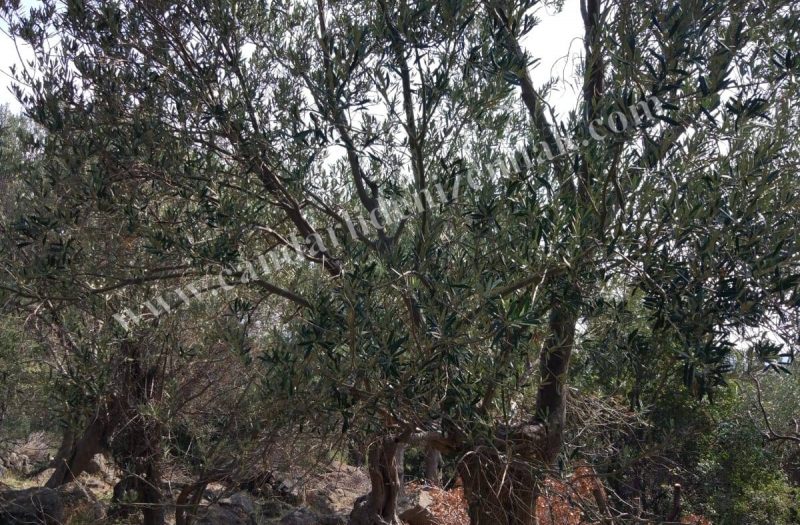 Denizköy ‘de Satılık 1.5 Dönüm Zeytinli Tarla