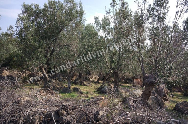 Denizköy ‘de Satılık 1.5 Dönüm Zeytinli Tarla