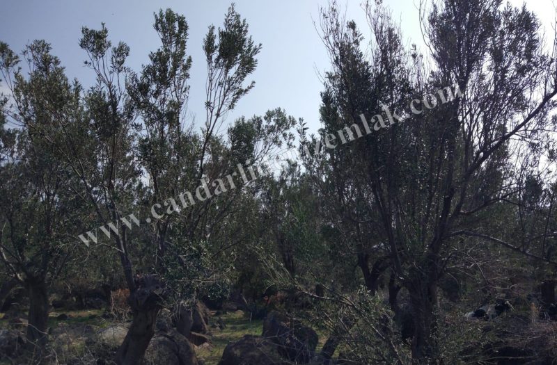 Denizköy ‘de Satılık 1.5 Dönüm Zeytinli Tarla